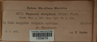 Septoria atriplicis image
